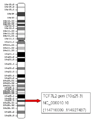 Şekil 1.12. TCF7L2 geninin 10 nolu kromozom üzerindeki yerleşimi (NCBI Map  viewer build 37.3)