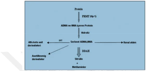 Şekil 2.4: ADMA Metabolizmasının Genel Görünümü (John 2000). 