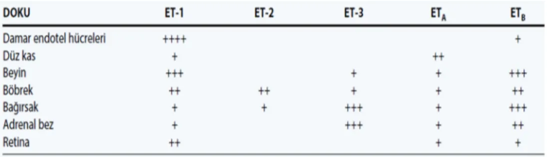 Tablo 2.4: Endotelin ve reseptörlerinin vücuttaki konumu (Nyborg ve ark., 1991). 