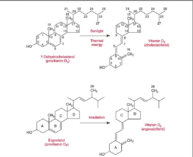 Şekil 1 D3 Vitamini (Kolekalsiferol) ve D2 Vitamininin (Ergokalsiferol) yapısı ve öncül  moleküller Modified from Holick MF, Adams JS