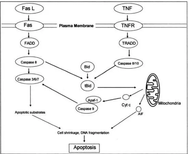 Şekil 4 Ölüm Reseptörü Aracılı Prokaspaz Aktivasyon Yolağı. AIF, apoptozu uyarıcı  faktör; Apaf-1, Apopitotik proteaz aktivatör faktör-1; Cyto-c, sitokrom c; FADD, Fas  ilişkili ölüm domaini; TNF Tümör nekrozis faktör; TNFR,TNF reseptör; TRADD, TNFR 
