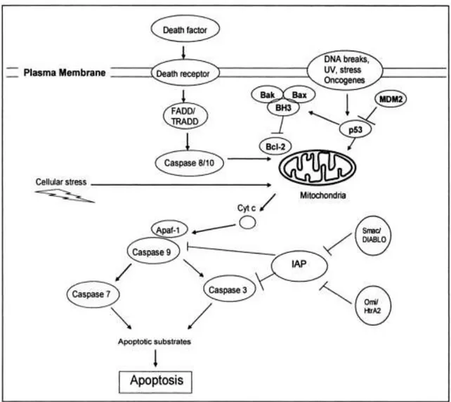 Şekil 5 Mitokondri Aracılı Kaspaz Yolağı.Apaf-1,apoptotik proteaz aktivasyon  faktör;Cyto-c sitokrom c;FADD Fas ilişkili ölüm domain;TRADD Tümör nekrozis faktör 