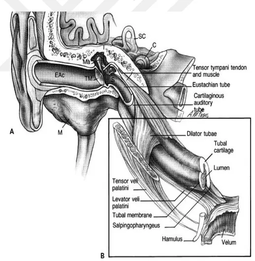 Şekil 2.4. A: Östaki tüpü ve orta kulağın tam diseke edilmiş çizimi. B: Tensor veli  palatini kasının lateral ve medial (dilator tubae) parçalarının östaki tüpü lateral duvarı  ile ilskisi gösterilmiştir