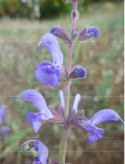 Şekil 3.4. Salvia dichroantha’nın genel görünümü (O. Tugay 7116 nolu bitki) 