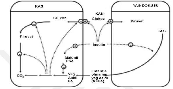 Şekil 1.7. Glukoz/yağ asidi döngüsü. İnsülin yağ dokusunda lipoliz oranını azaltır ve  buna  bağlı  olarak  kandaki  esterifiye  olmamış  yağ  asidi  (NEFA)  düzeyini  düşürür