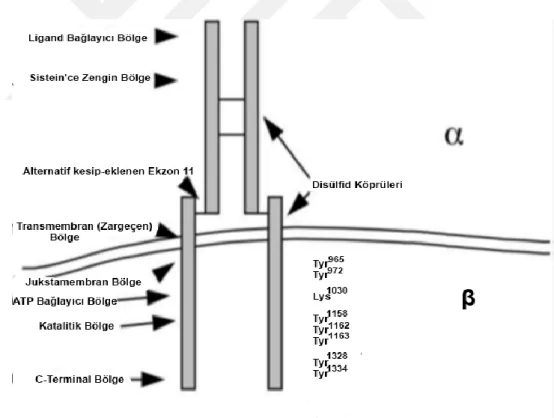 Şekil 1. 8.İnsülin reseptörünün organizasyonu ve temel yapısal özelliklerinin şematik  gösterimi
