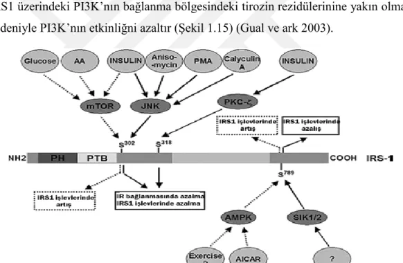 Şekil  1.14.  Ser302  fosforilasyonunun  IRS1  işlevi  üzerine  iki  yönlü  etkisi.  Glukoz,  aminoasidler  ve  insülin  etkisiyle  oluşan  Ser302  fosforilasyonu  IRS1  işlevlerini  artırıken,  JNK  aracılı  kronik  insülin  uyarımı  sonucu  oluşan  Ser30