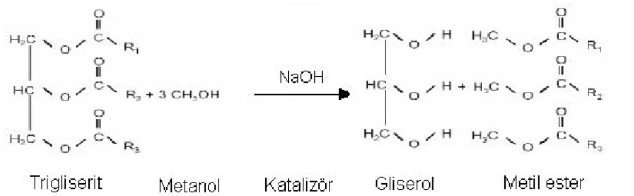 Şekil 1.7’de transesterifikasyon reaksiyon şeması görülmektedir. 