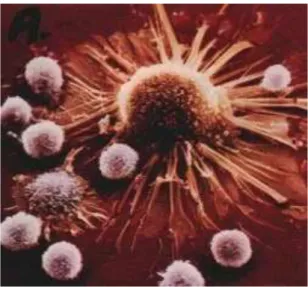 Şekil 2.1. Kanserli hücre (Milli Eğitim Bakanlığı, 2011)
