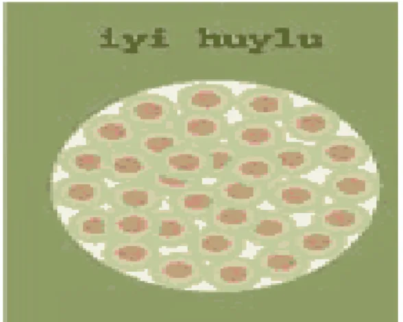 Şekil 2.6. DNA molekülleri ve yapısı (Demir, 2005)       
