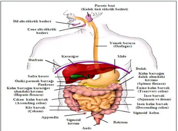 Şekil 2.7. Sindirim sistemi anatomisi  ( www.drahmetdobrucali.com ) 