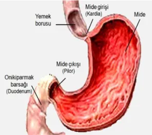 Şekil 2.8. Midenin yapısı ve bölgeleri  ( www.drahmetdobrucali.com ) 