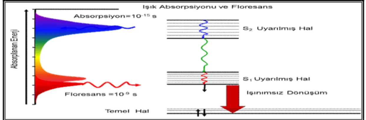 Şekil 1.6. Jablonski diyagramı 
