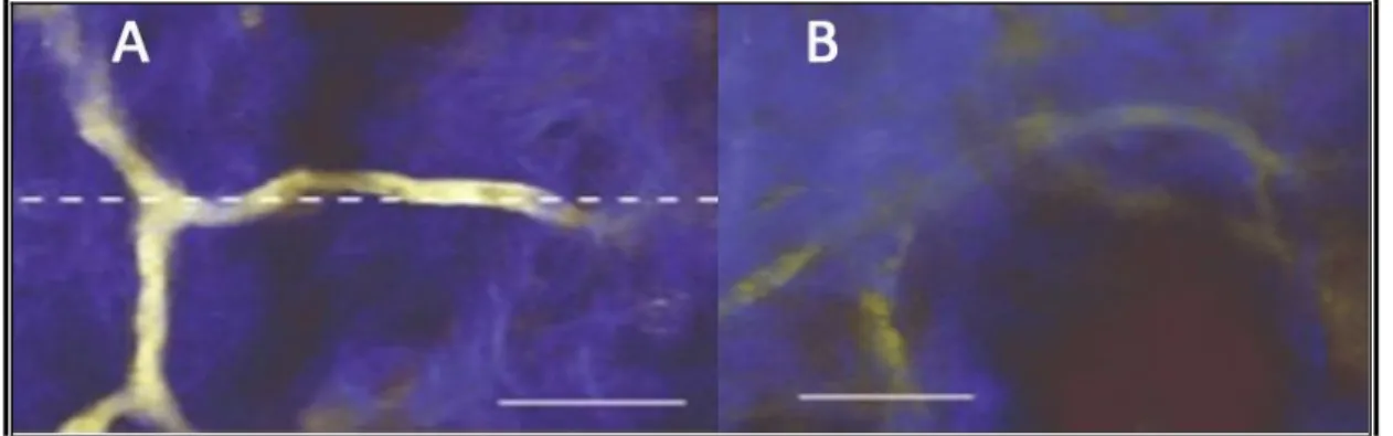 Şekil 1.8. Canlı hücredeki kılcal damarların Quantum Dot (a) ve FITC-Dextran boyası (b) ile  görüntülenmesi (Larson ve ark., 2002) 