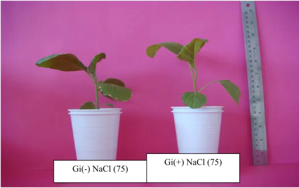 Şekil 4.1. 75 ppm NaCl dozunda Gi’li ve Gi’siz bitkiler Gi(-) NaCl (75)  Gi(+) NaCl (75) 