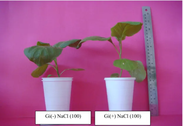 Şekil 4.2. 100 ppm NaCl dozunda Gi’li ve Gi’siz bitkiler 