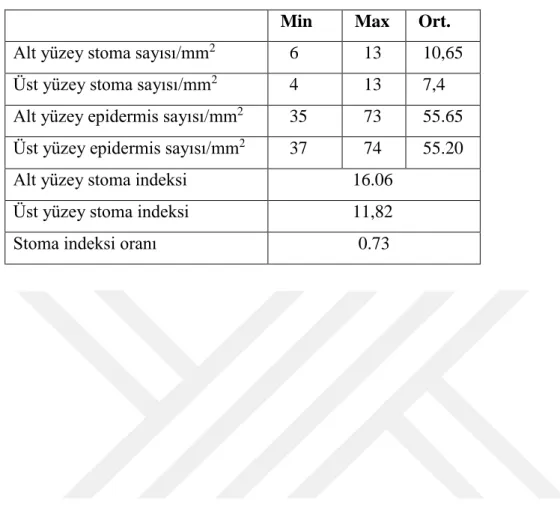 Çizelge 4.1. Centaurea lycopifolia için stoma indeksi ve stoma indeksi oranı   Min    Max    Ort
