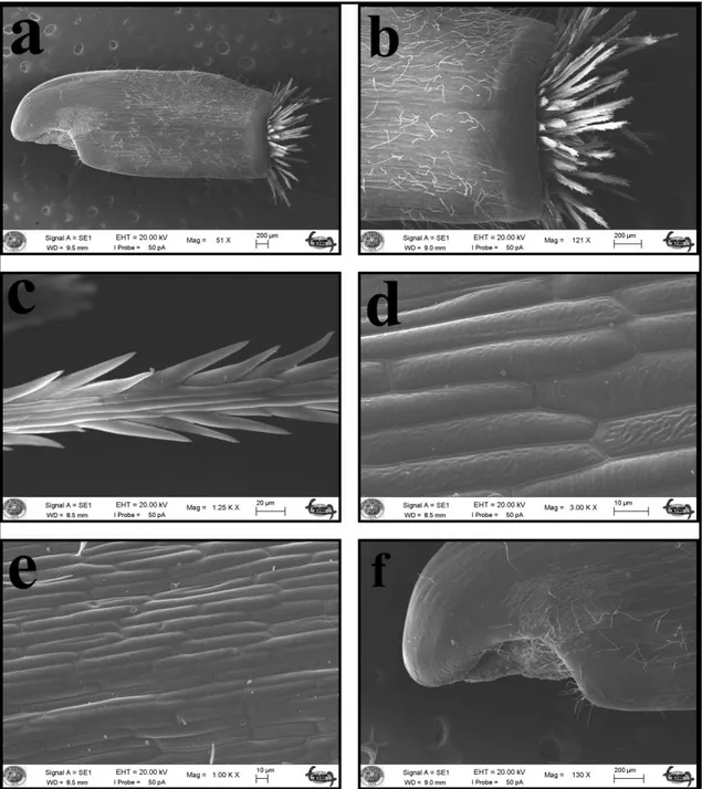 Şekil  4.8.  C.  lycopifolia  taksonuna  ait  SEM  mikrofotoğrafları  a.  Akenin  genel  görünüşü, b