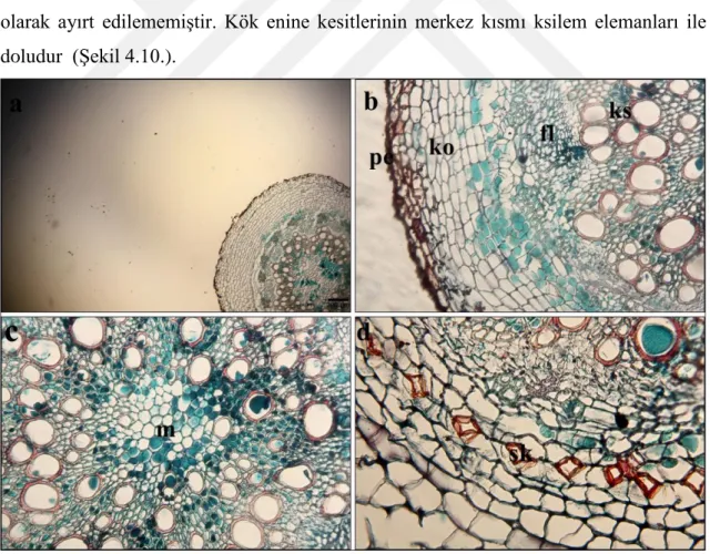 Şekil  4.10.  Centaurea  cheirolopha  köklerinden  alınan  enine  kesitler  a-b:  enine  kesitlerin  genel  görüntüleri  c-d:  enine  kesitlerin  yakından  görüntüleri  pe:  peridermis,  ko: korteks parankiması, fl: floem, ks: ksilem, m: merkez bölge sk: s