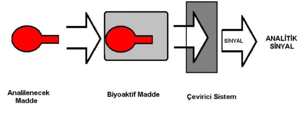 Şekil 1. 7. Biyosensörün Yapısı 