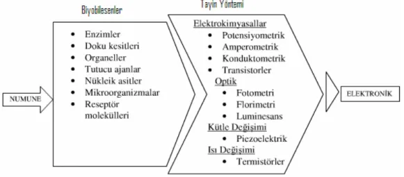 Şekil 1. 8. Biyosensörlerin çalışma prensibi 