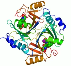 Şekil 1. 10. Gliyoksalaz enzimin üç boyutlu yapısı (tr.wikipedia.org) 