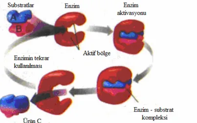 Şekil 1. 11. Bir substrat molekülünü bağlayan bir aktif bölgeli enzimin şematik olarak gösterilmesi  (www.bilgiustam.com) 