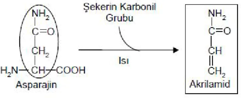 Şekil  1.3.    Asparajin  ve  şekerin  karbonil  grubunun  etkileşimi ve akrilamid oluşumu (Surdyk ve ark 2004)