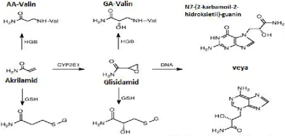 Şekil 1.4. Akrilamidin glisidamid formu ile glutatyon konjugatlar, DNA  ve HGB katılımının gösterimi (Gamboa ve ark 2003)
