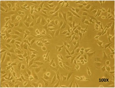 Şekil 3.1. HEK293 Hücre Hattına Ait Mikroskop Görüntüleri. 