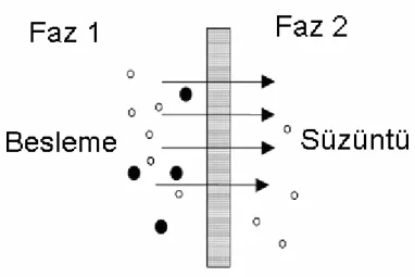 Şekil 1.0.1. Bir membran tarafından ayrılmış iki fazlı bir sistemin sistematik gösterimi