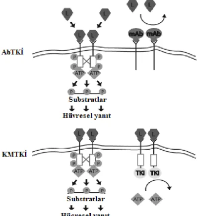 Şekil 1. Antikor yapılı ve küçük moleküllü TKİ’lerin etki mekanizması. L: Ligand 