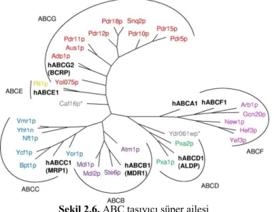 ġekil 2.6. ABC taĢıyıcı süper ailesi 