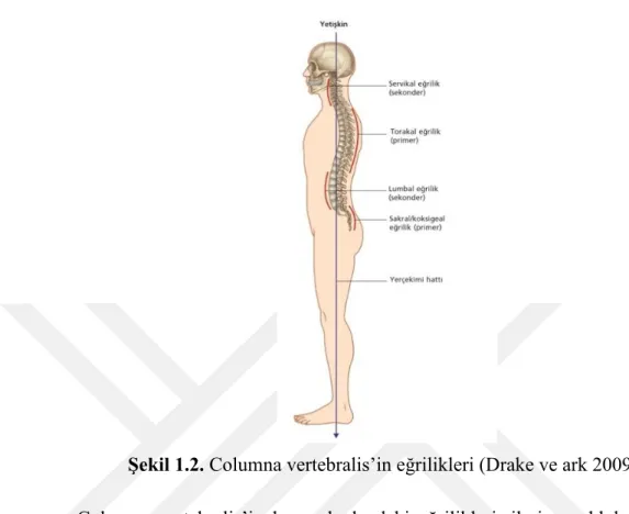Şekil 1.2. Columna vertebralis’in eğrilikleri (Drake ve ark 2009).  Columna  vertebralis’in  koronal  plandaki  eğrilikleri,  ileri  çocukluk  çağında  torakal  bölgede  gelişebilir