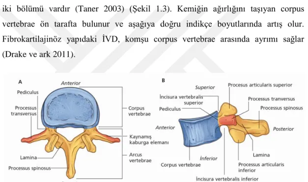 Şekil 1.3. Tipik bir vertebra. A üstten  görünüm. B  yandan  görünüm  (Drake ve ark  2009)