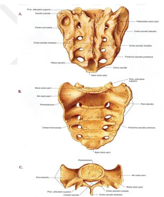 Şekil 1.5. Os sacrum. A. Önden. B. Arkadan C. Üstten (Putz ve Pabst 2006). 