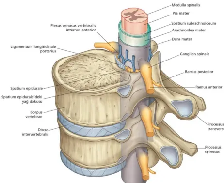 Şekil 1.6. Canalis vertebralis (Drake ve ark 2009). 