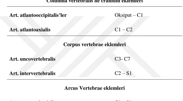 Çizelge 1.2. Columna vertebralis’te bulunan eklemler (Gilroy 2012).  Columna vertebralis ile cranium eklemleri  Art