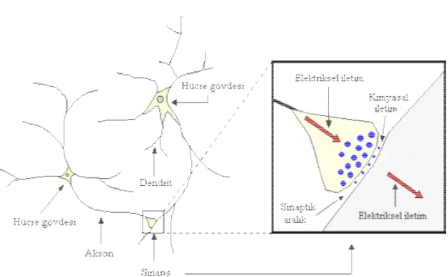 Şekil 3.3: Nöron yapısı (Sağıroğlu ve ark. 2003) 