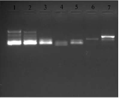 Şekil  6.7.1.  Türlerin  M5  primeriyle  PCR  amplifikasyonundan  elde  edilen  ürünlerin  elektroforez  jel  görüntüsü;  1:  B.scabra,  2:  B.microcarpa,  3:  B.aksekiense, 4: B.anatolica, 5: C.crassiloba, 6: C.cristata, 7: P.ilanae 