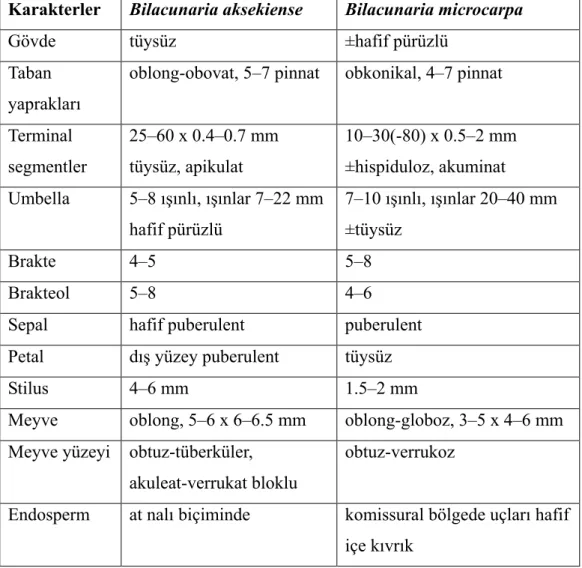 Çizelge  6.3.1.  Bilacunaria  aksekiense  ve  Bilacunaria  microcarpa  türlerinin  morfolojik ve anatomik (meyve) karşılaştırması 