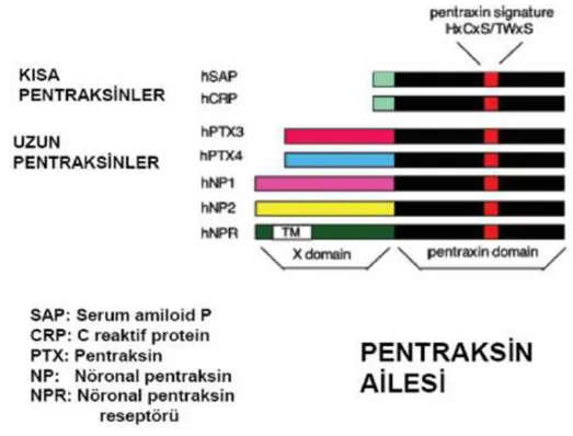 Şekil 2.1. İnsan kısa ve uzun pentraksinleri (Mantovani ve ark 2006). 