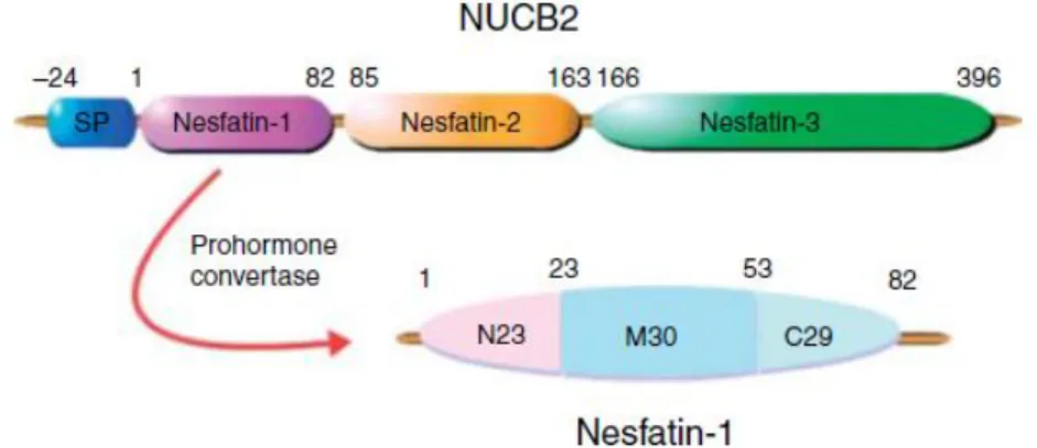 Şekil 1.3.1. Nesfatin-1’in yapısı (Shimizu ve ark 2009) 