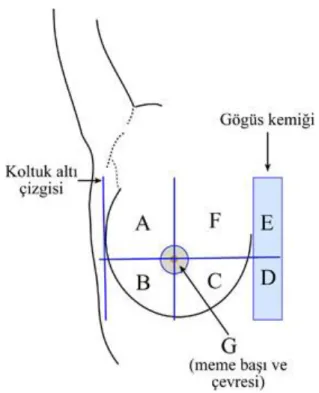 Şekil 2.3. Meme kadranları (İşgör, 2013)