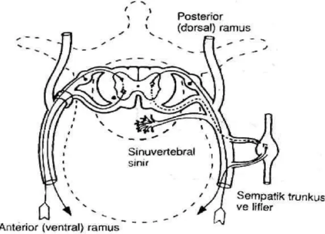 Şekil 2.2.1 Spinal sinir ve dalları(4) 