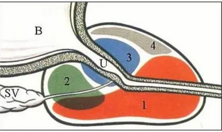 ġekil 1. Prostat Bezi Zonal Anatomisi 