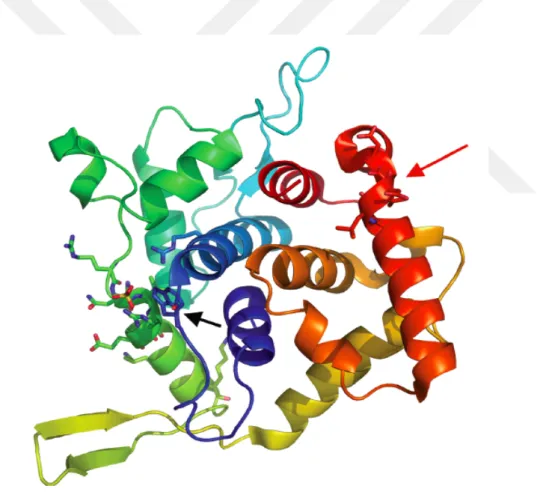 Şekil  1.6:  GOLPH3  protein  yapısının  şerit  şeklindeki  görünümü.(Kırmızı  renk:  C- C-terminal residüleri, mor renk: N-C-terminal ucu, Alfa heliksler spiral şeklinde, beta kordonları  oklar şeklinde gösterilmiştir