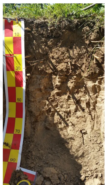 Şekil 4.1. (devam)  Çalışma  Alanındaki  Profillere  Ait Görünümler 