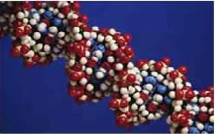 Şekil 3:DNA’nın yapısı 