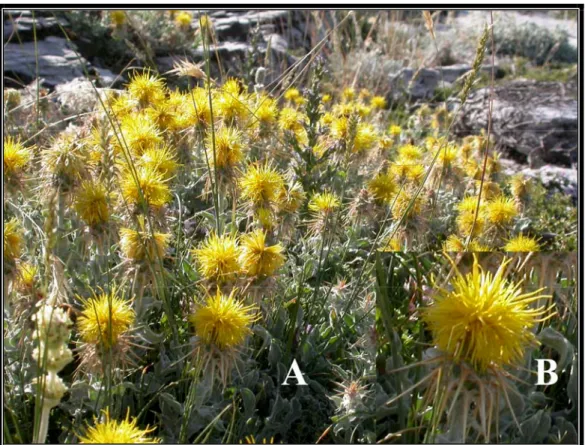 Şekil 4.1.2. Centaurea odyssei taksonunun (A) Doğal (B) Kapitula görünümü 